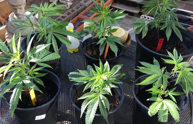 Adolescent cannabis clones. Photo: Sari Staver