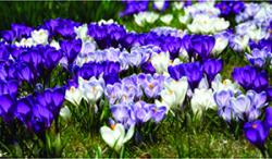 Hokus Crocus adorn the Library Park gardens and usher in spring.   Courtesy FOSEL