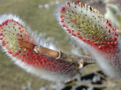 Male flowers emerge on rosegold pussy willow Photo by William (Ned) Friedman/Arnold Arboretum of Harvard University.