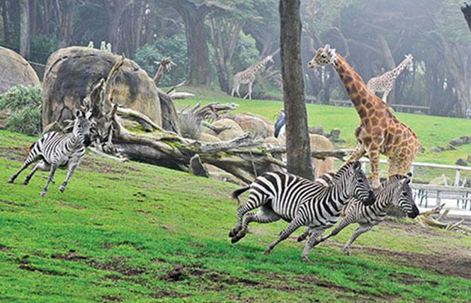 Bay Area Reporter News Briefs SF Zoo launches online