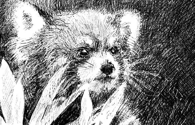 Bay Area Reporter :: Transmissions: Of pandas and prepubescence - Vimarsana News