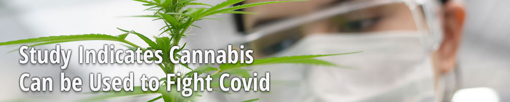 Study Indicates Cannabis Can be Used to Fight Covid