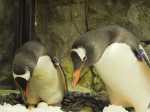 Watch: Gay Penguin 'Power Couple' Celebrate Third Anniversary