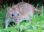 City Officials Conduct Public Safety Assessment of Andrew Sq as Rat Complaints Mount